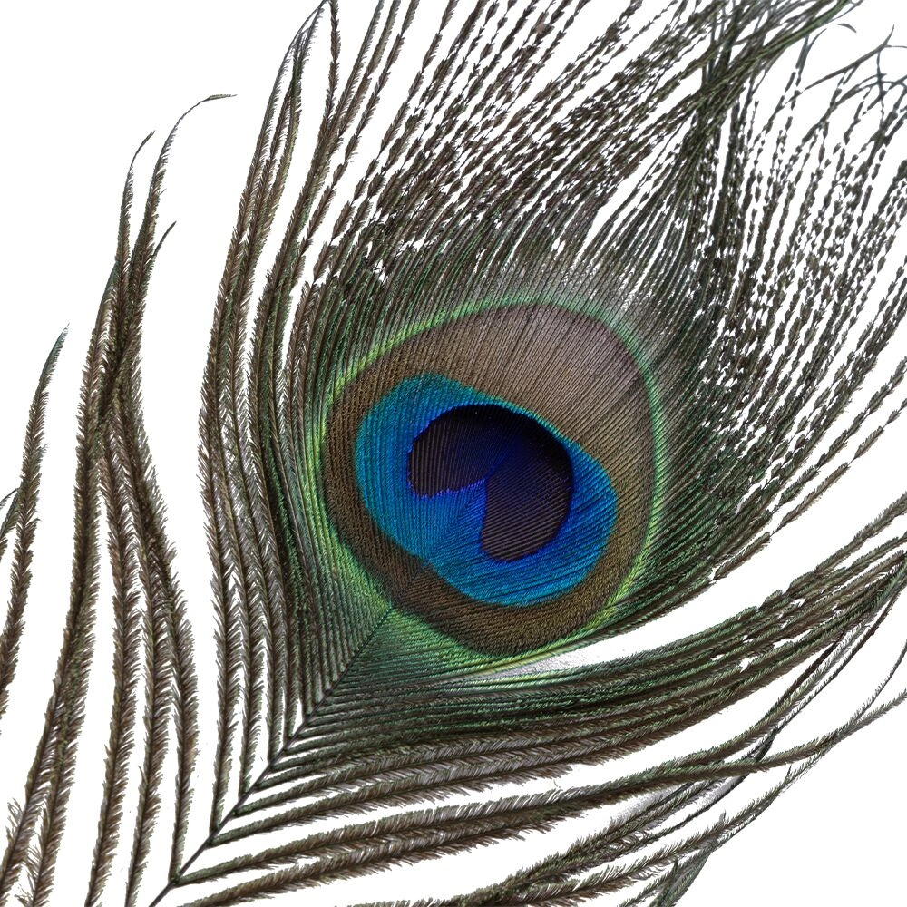 Плетки, стеки, флогери, тиклери - Тиклер LOCKINK SEVANDA Peacock Feather Tickler, перо павича 4