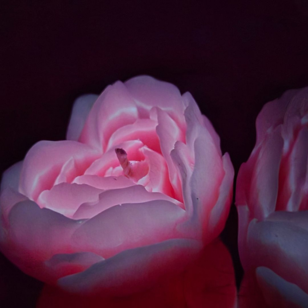 Різне - Cвiчка люмінісцентна низькотемпературна GlowKink рожева, L 21