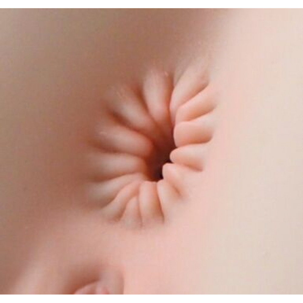 Мастурбатори без вібрації - Мастурбатор-попка Naked Factory NICOLE, вагіна + анус, дуже реалістичний, наскрізний 15