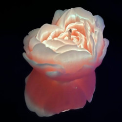 Свеча люминисцентная низкотемпературная GlowKink оранжевая, М